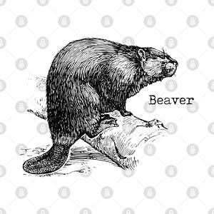 Graphic for beaver