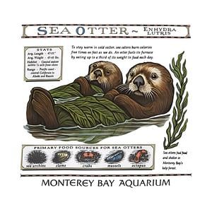Graphic for Taylor Swift Sea Otter Monterey Bay Aquarium