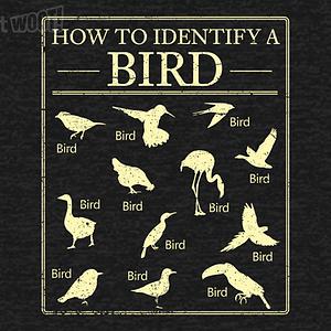 Graphic for How To Identify A Bird