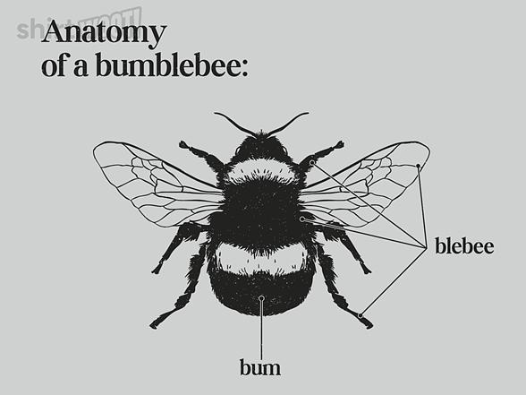 Woot!: Bumblebee Anatomy