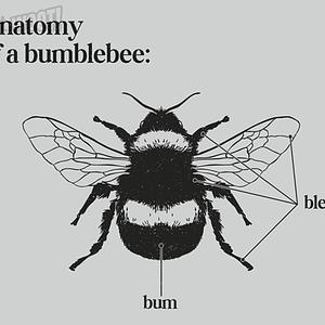 Graphic for Bumblebee Anatomy